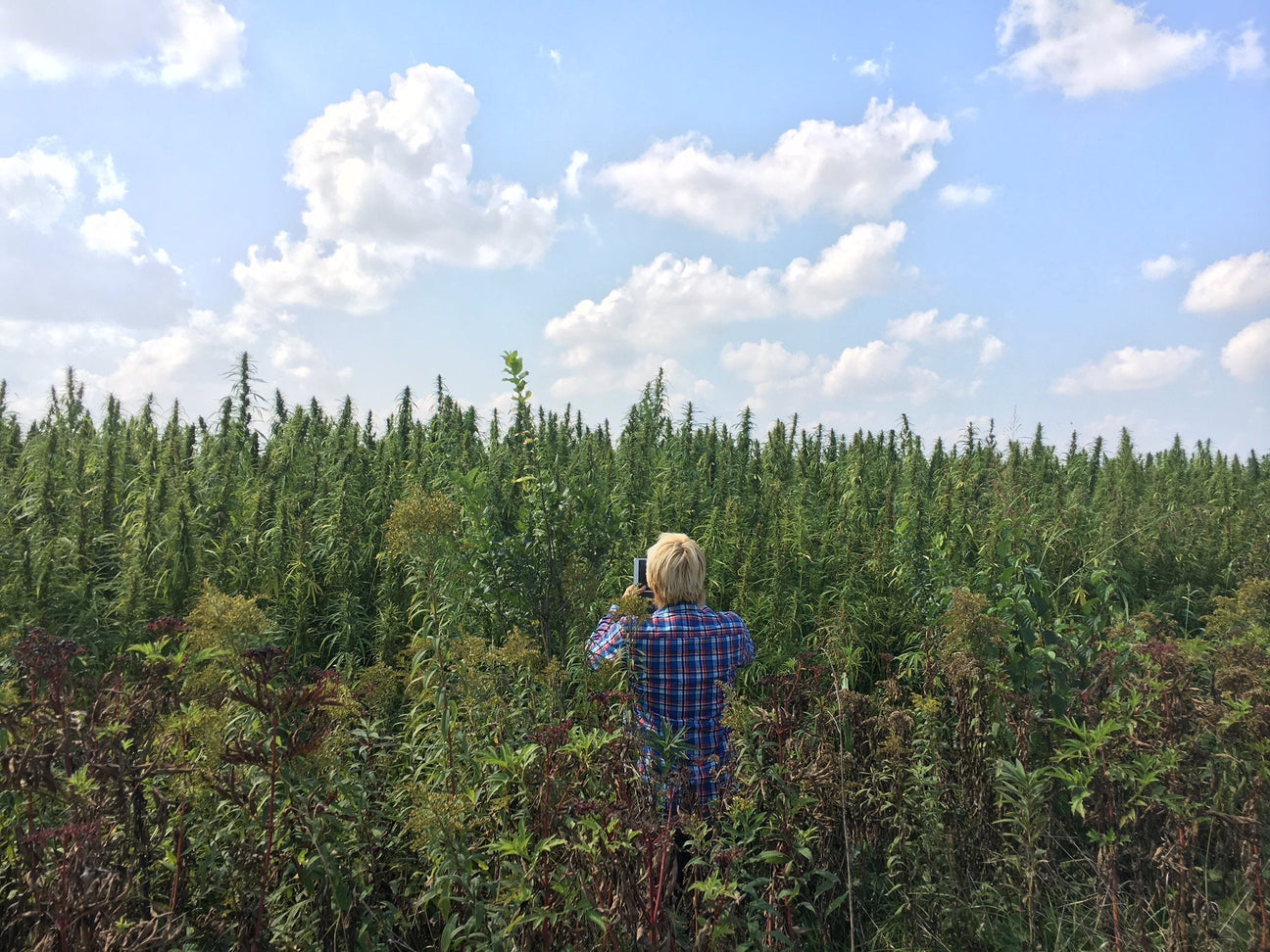CBD, 別のものから取れるのか？代替源を探る