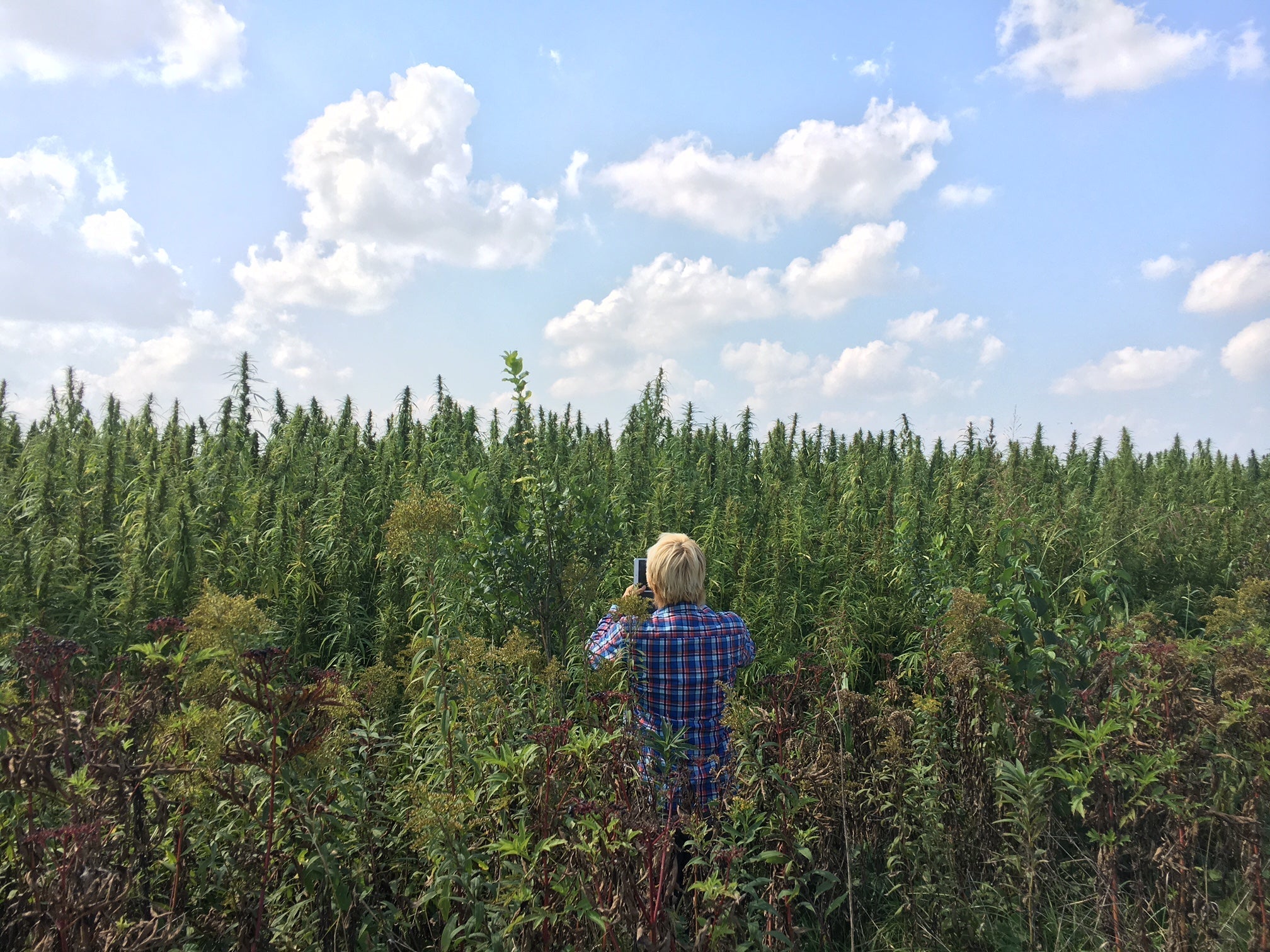 CBD, 別のものから取れるのか？代替源を探る